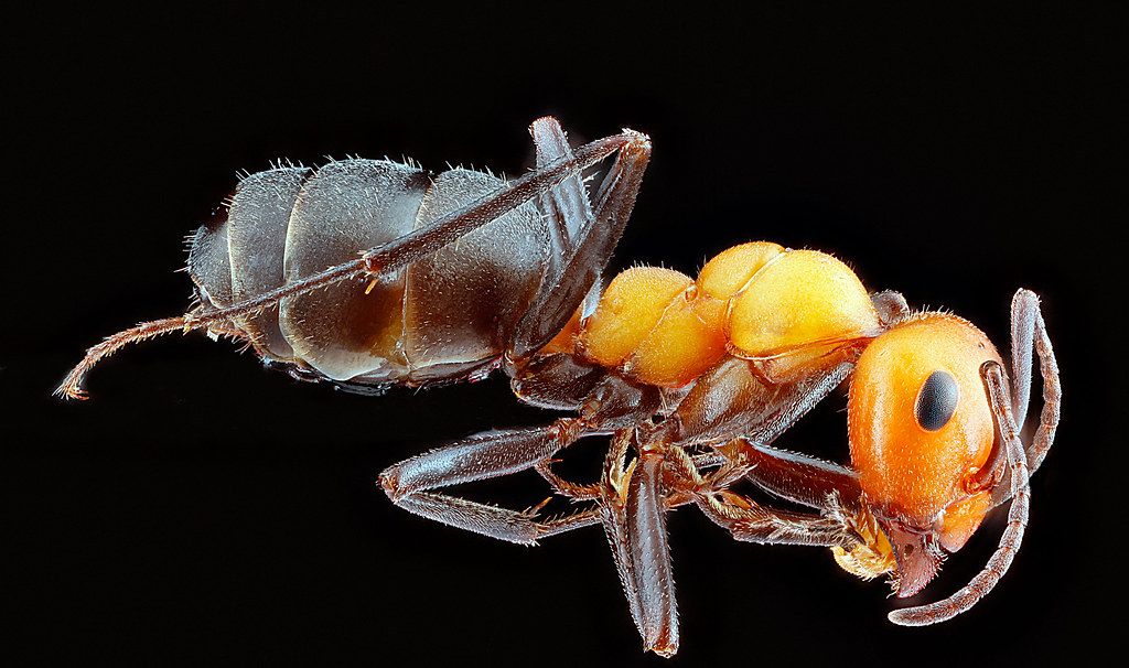 Ant Control service in Vista, CA