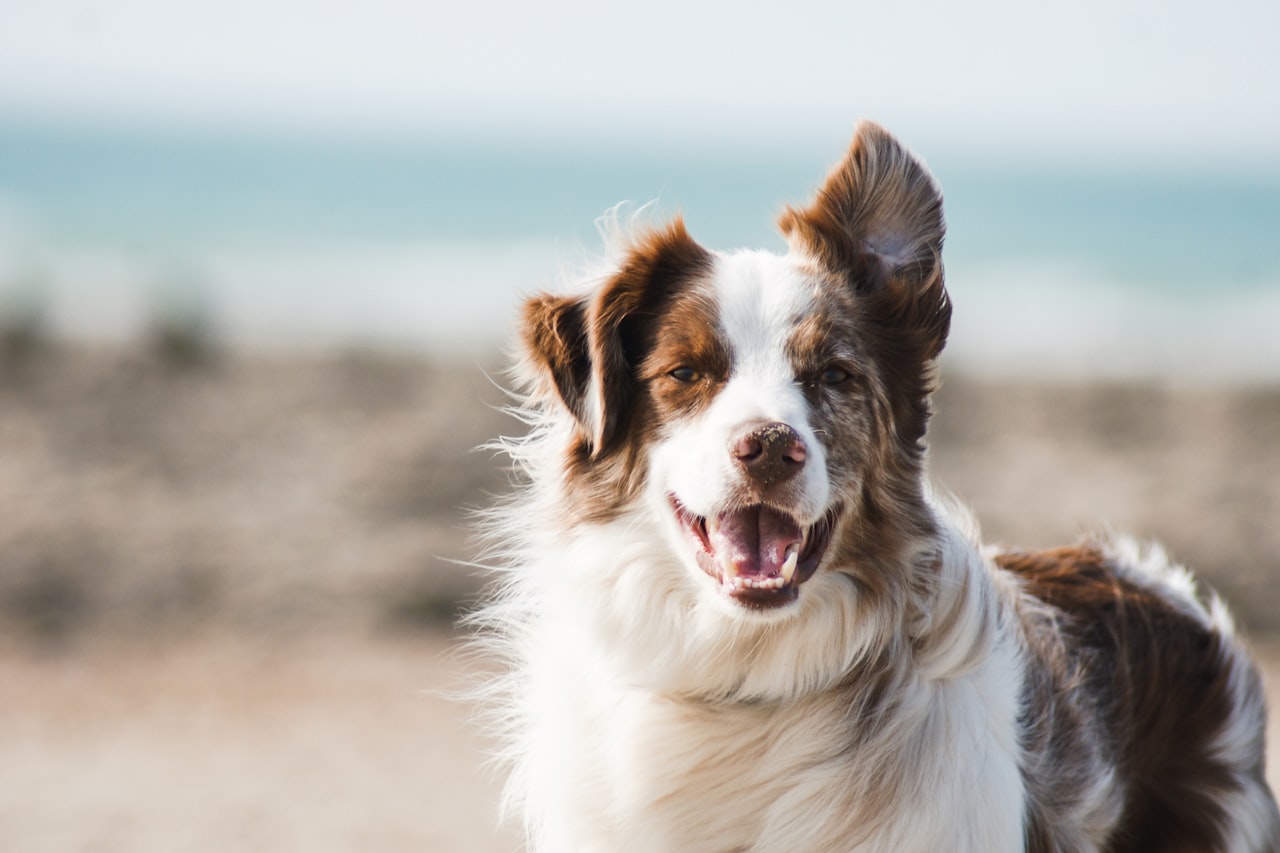 Flea & Tick Control service in Vista, CA