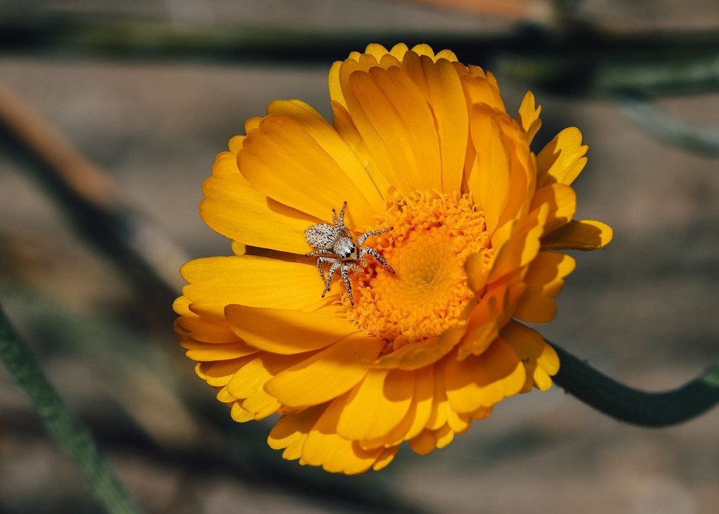 Spider Control service in Vista, CA